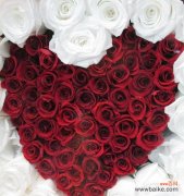 红色玫瑰花代表什么？红色玫瑰的特征有哪些？