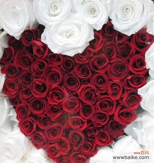 红色玫瑰花代表什么？红色玫瑰的特征有哪些？