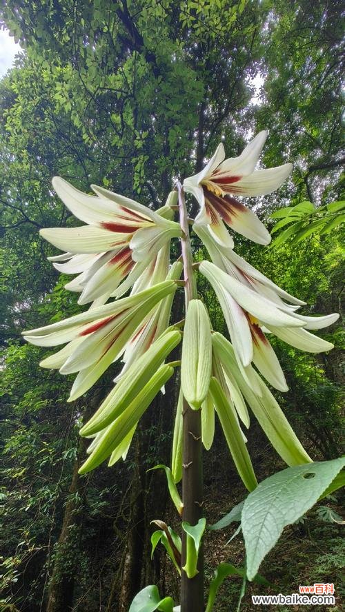 绿色花代表什么寓意?