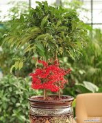 绿色花代表什么寓意？