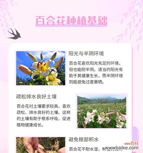 彩色的花的寓意是什么呢？如何选择寓意丰富的彩色花卉？