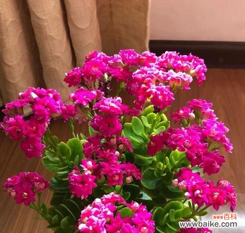 吉利花有哪些?好运花的寓意是什么?