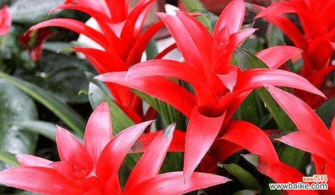 吉利花有哪些?好运花的寓意是什么?