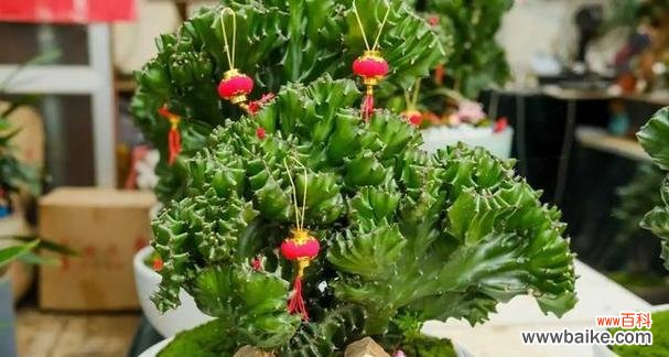 吉利花有哪些?好运花的寓意是什么?