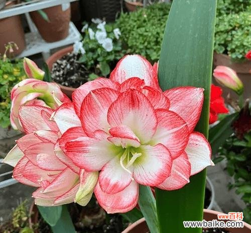 哪种颜色的花寓意好运？