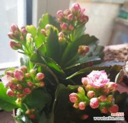 哪种颜色的花寓意好运？