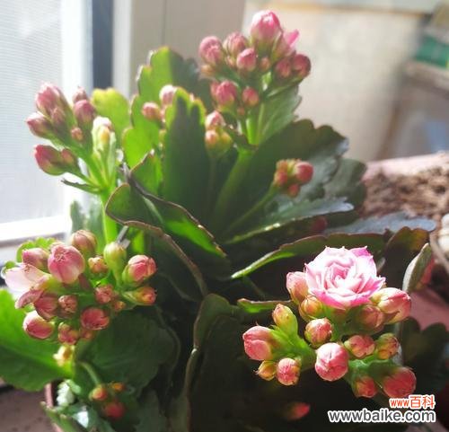 哪种颜色的花寓意好运？