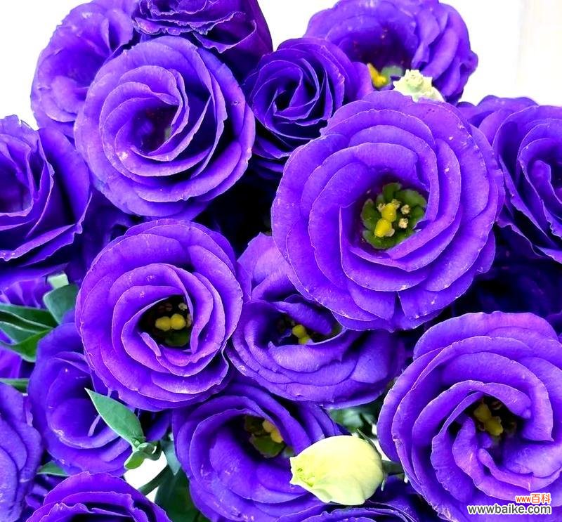 紫色桔梗花的花语含义是什么？