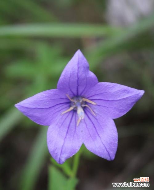 紫色桔梗花的花语含义是什么？