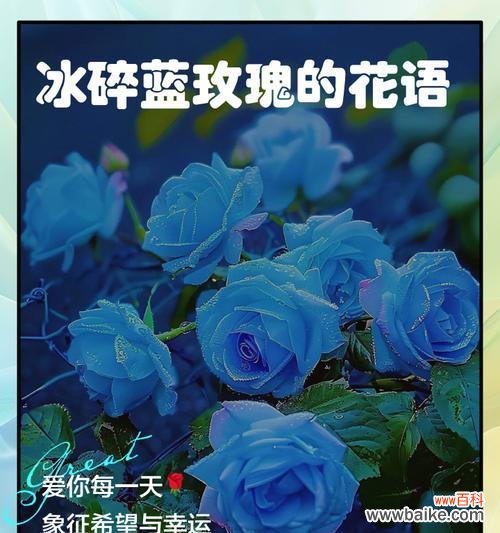 蓝色玫瑰花几支的花语是什么？不同数量的蓝色玫瑰代表什么？