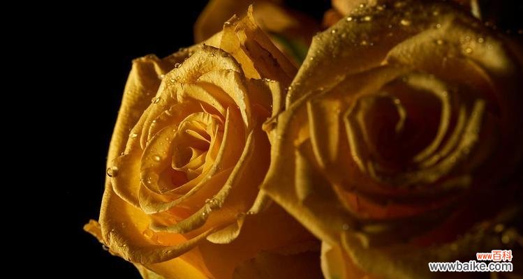 彩色金箔花代表了什么？