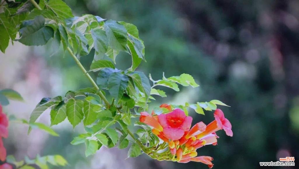 凌霄花在文化中象征着什么？