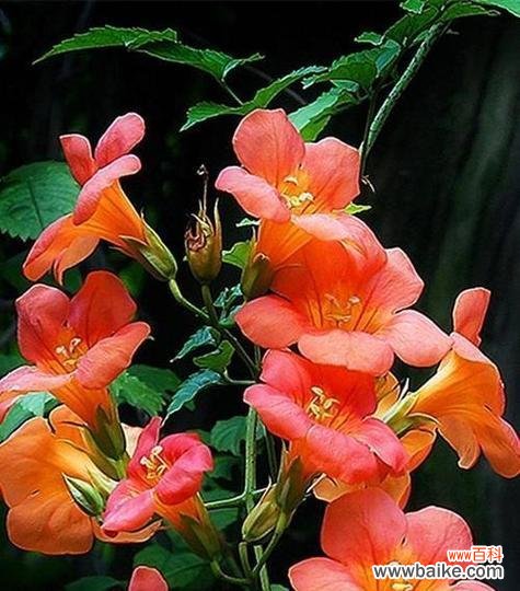 凌霄花在文化中象征着什么？