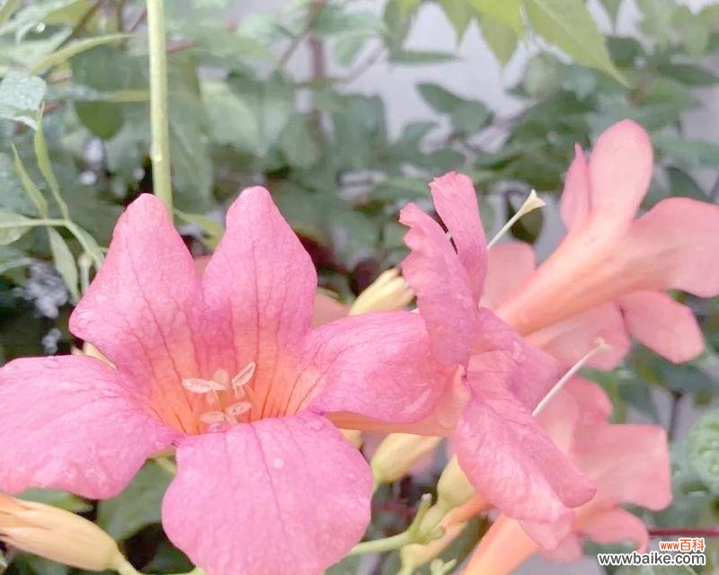 凌霄花在文化中象征着什么？