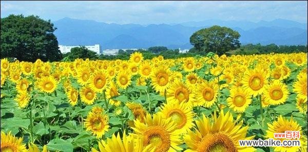 解读向日葵所传递的积极能量和美好寓意 向日葵的寓意与象征意义