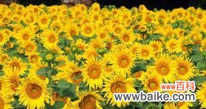 解读向日葵所传递的积极能量和美好寓意 向日葵的寓意与象征意义