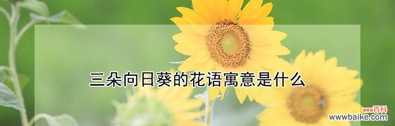 一朵向日葵的坚强与勇敢 向日葵花语