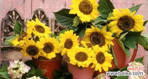 一朵向日葵的坚强与勇敢 向日葵花语