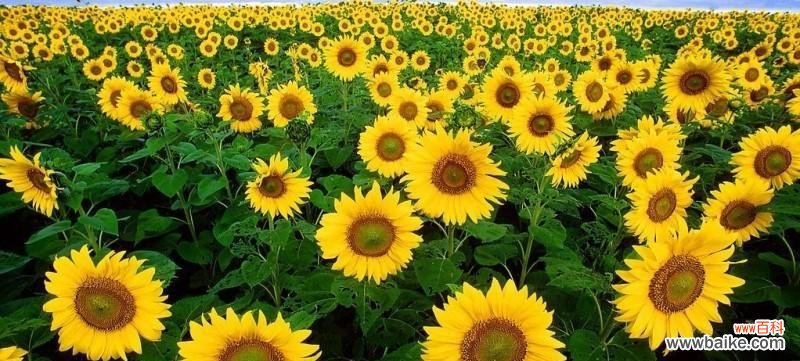 探寻向日葵花语,感受它的美与力量 向日葵