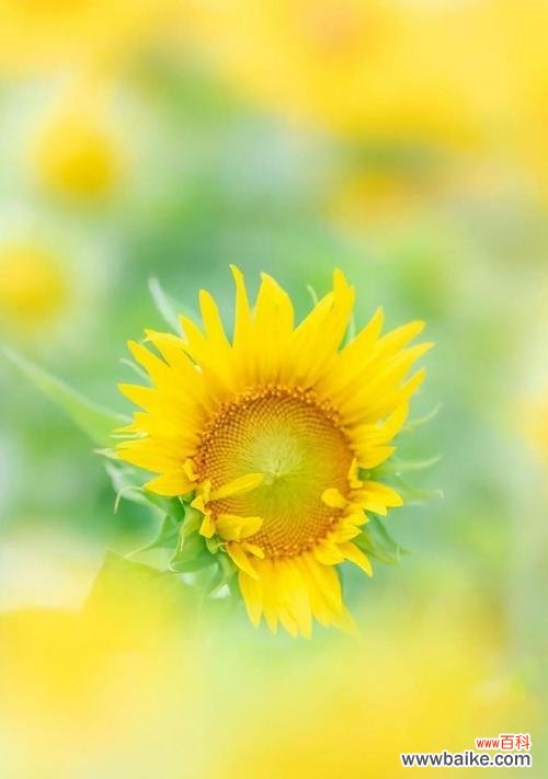 探索向日葵所代表的勇气、阳光和无尽的希望 阳光之花