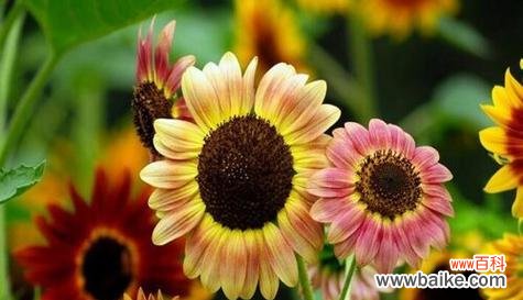 探索向日葵所代表的勇气、阳光和无尽的希望 阳光之花