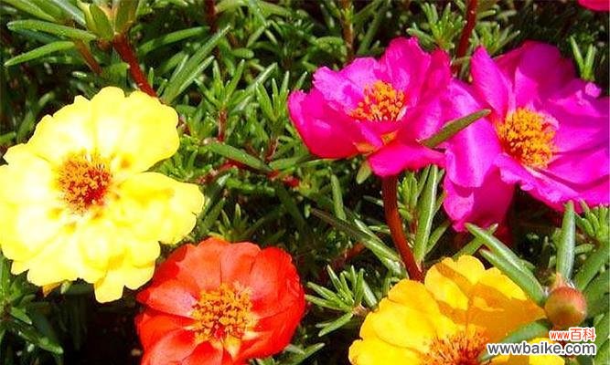 探寻向日葵花的美好寓意及其象征意义 向日葵花的寓意与象征意义