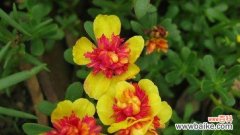 一朵向日葵，一束温暖；一片阳光，一份希望 向日葵的花语