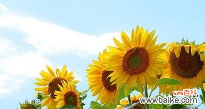 一朵向日葵，一束温暖；一片阳光，一份希望 向日葵的花语