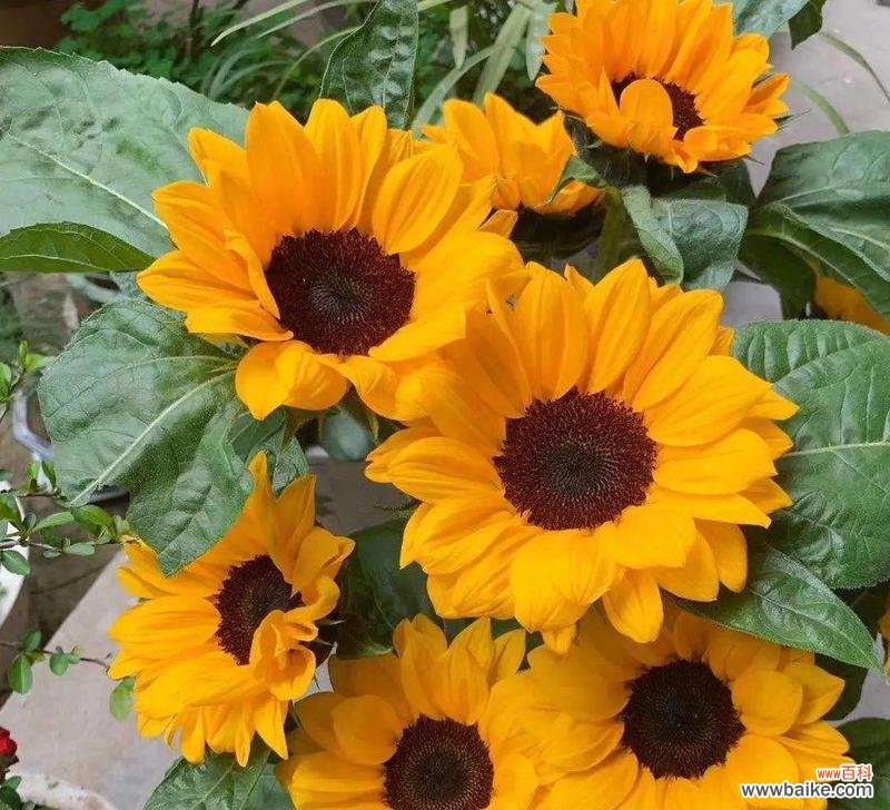 探索向日葵的象征意义及其在生活中的应用 向日葵的寓意