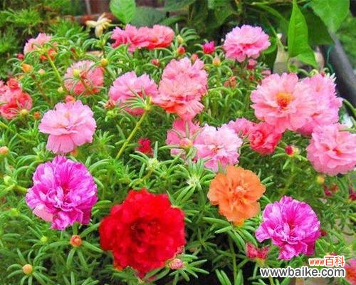 探索向日葵的象征意义及其在生活中的应用 向日葵的寓意