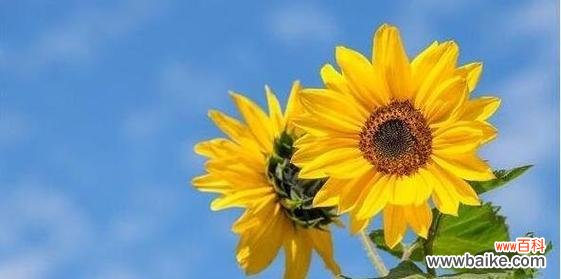 点燃心灵的明亮之花 向日葵——阳光与希望的象征