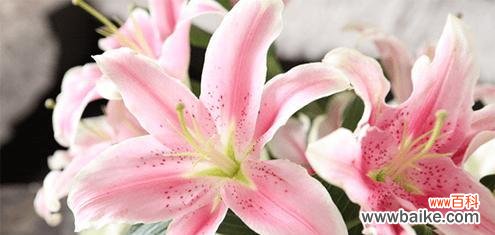 以花为喻，述说老师的辛勤与成就 老师如花