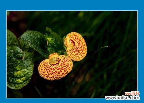 荷包花的花语及其象征意义 荷包花花语