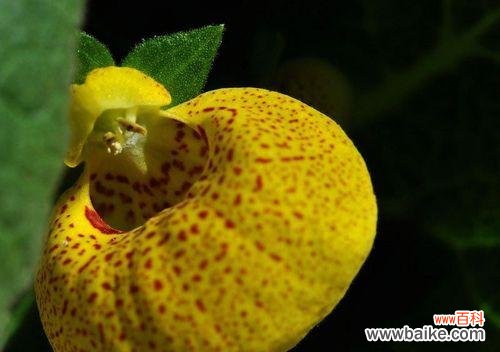 荷包花的花语及其象征意义 荷包花花语