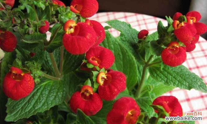 荷包花的花语及其象征意义 荷包花花语