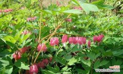 追寻繁华富贵 荷包牡丹，富贵华丽之花