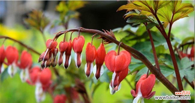 解读荷包牡丹的花语与代表意义 荷包牡丹