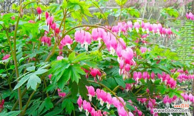 解读荷包牡丹的花语与代表意义 荷包牡丹