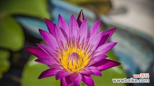 以荷花为媒介 荷花的象征意义及其文化内涵