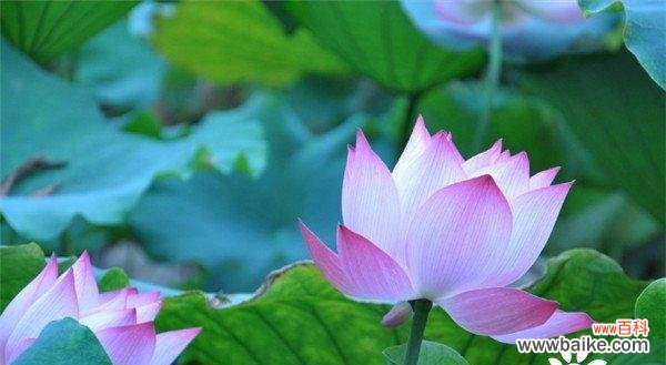 以荷花为媒介 荷花的象征意义及其文化内涵