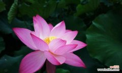 荷花的美丽与内涵引发人们深思的意义 荷花的含义与象征意义——纯洁与坚强的象征