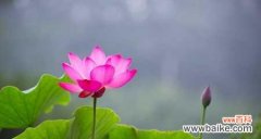 探寻令箭荷花的神秘语言和象征意义 令箭荷花之美