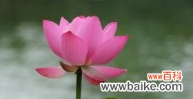 荷花的象征意义与文化内涵 荷花