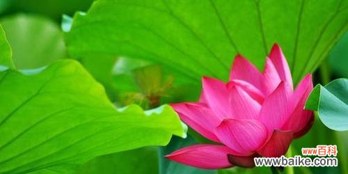 荷花的象征意义与文化内涵 荷花