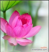 揭开荷花的神秘面纱 荷花的象征意义与美丽之融合