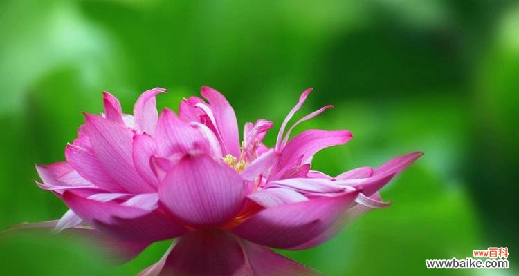 揭开荷花的神秘面纱 荷花的象征意义与美丽之融合