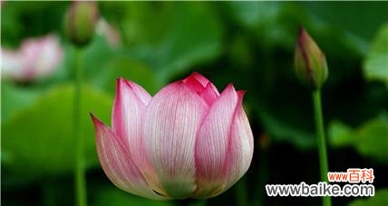 赏荷花的禅意人生之旅 荷花的象征意义及文化内涵