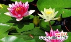 赏荷花的禅意人生之旅 荷花的象征意义及文化内涵