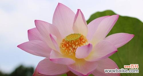 深入探究荷花在文化中的重要地位 荷花的象征意义与寓意