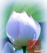 花开花谢 牡丹与荷花